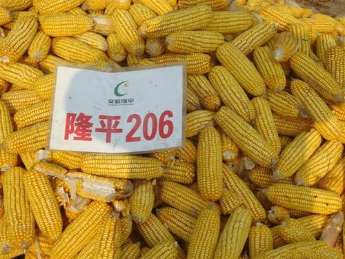 棒大优质高产,玉米品种超级大棒王