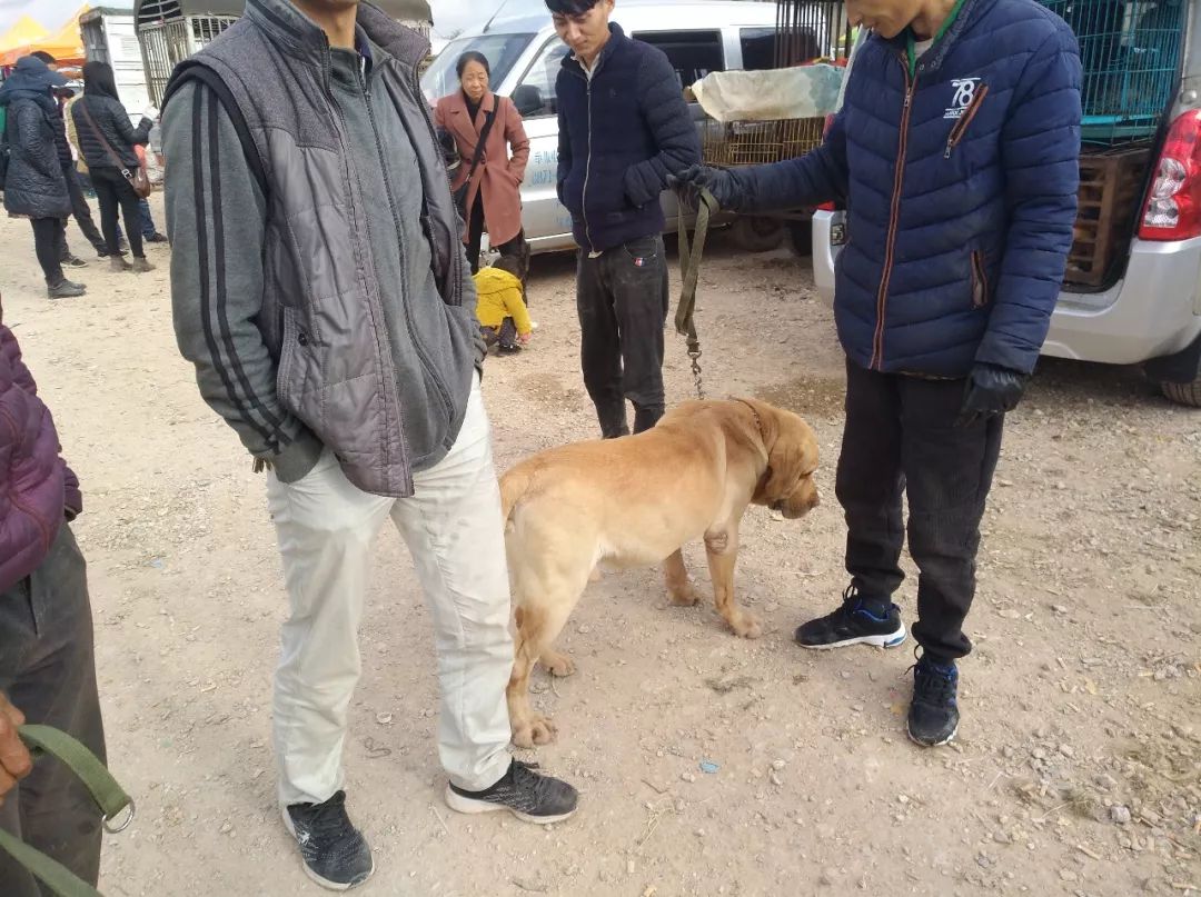 西安售卖拉布拉多犬多少钱一只,附近卖拉布拉多犬幼犬卖多少钱