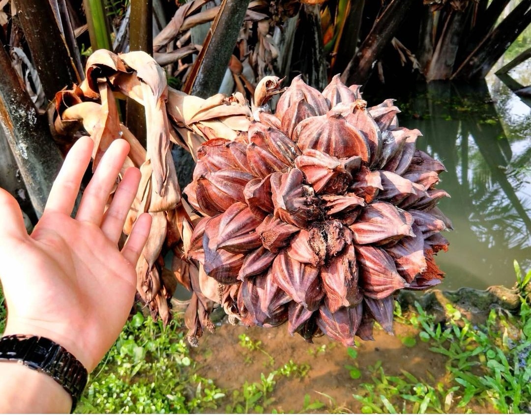 这种长在树上的“天马流星锤”,果实真的像极了“QQ糖”