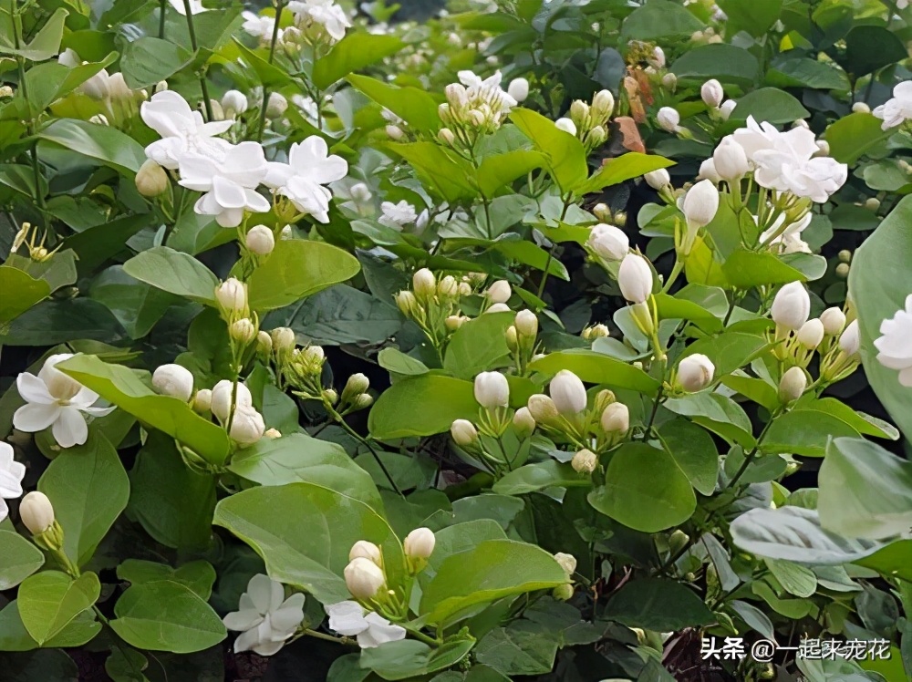 什么品种香水花最好养,哪种香水花好闻又好养