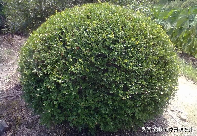 灌木球类植物,灌木植物种类及图片