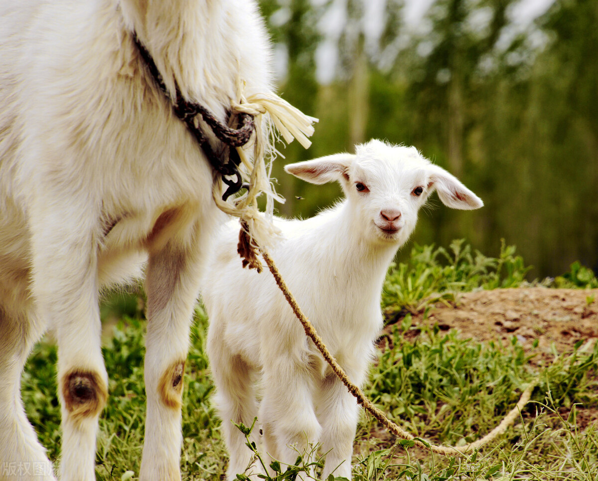 养羊防小羊吃奶,母羊为什么不愿意给小羊喂奶了
