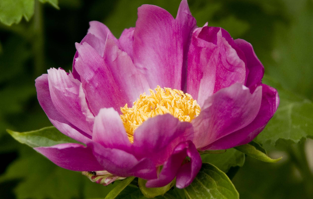 芍药什么颜色花的根可以入药,单瓣的芍药都是可以入药的吗