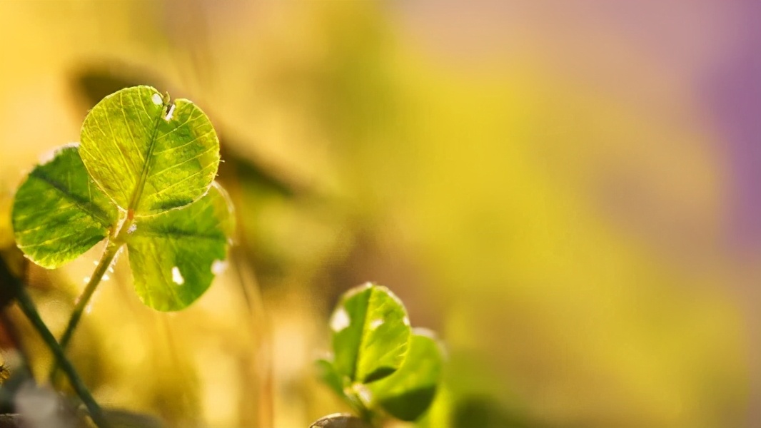 为什么很多病没有药治愈,11条鱼解毒治病与调理哪个更重要