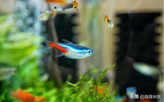 鱼缸的硝化细菌是靠什么建立的,鱼缸硝化细菌能用不同种类的