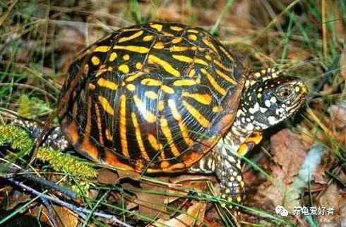 野生龟能在原地生活吗,没有野生龟会怎样