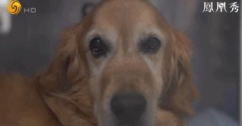 8.1国产良心,分分钟救你「狗命」