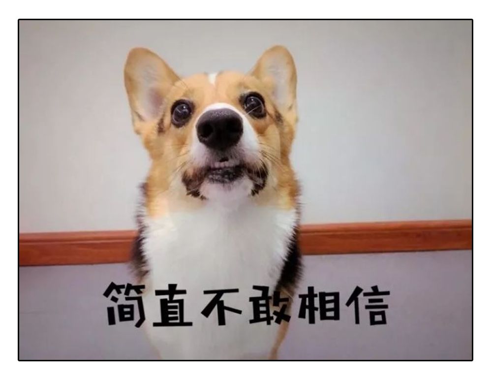 铲屎官安全注意事项,铲屎官遇到危险土狗