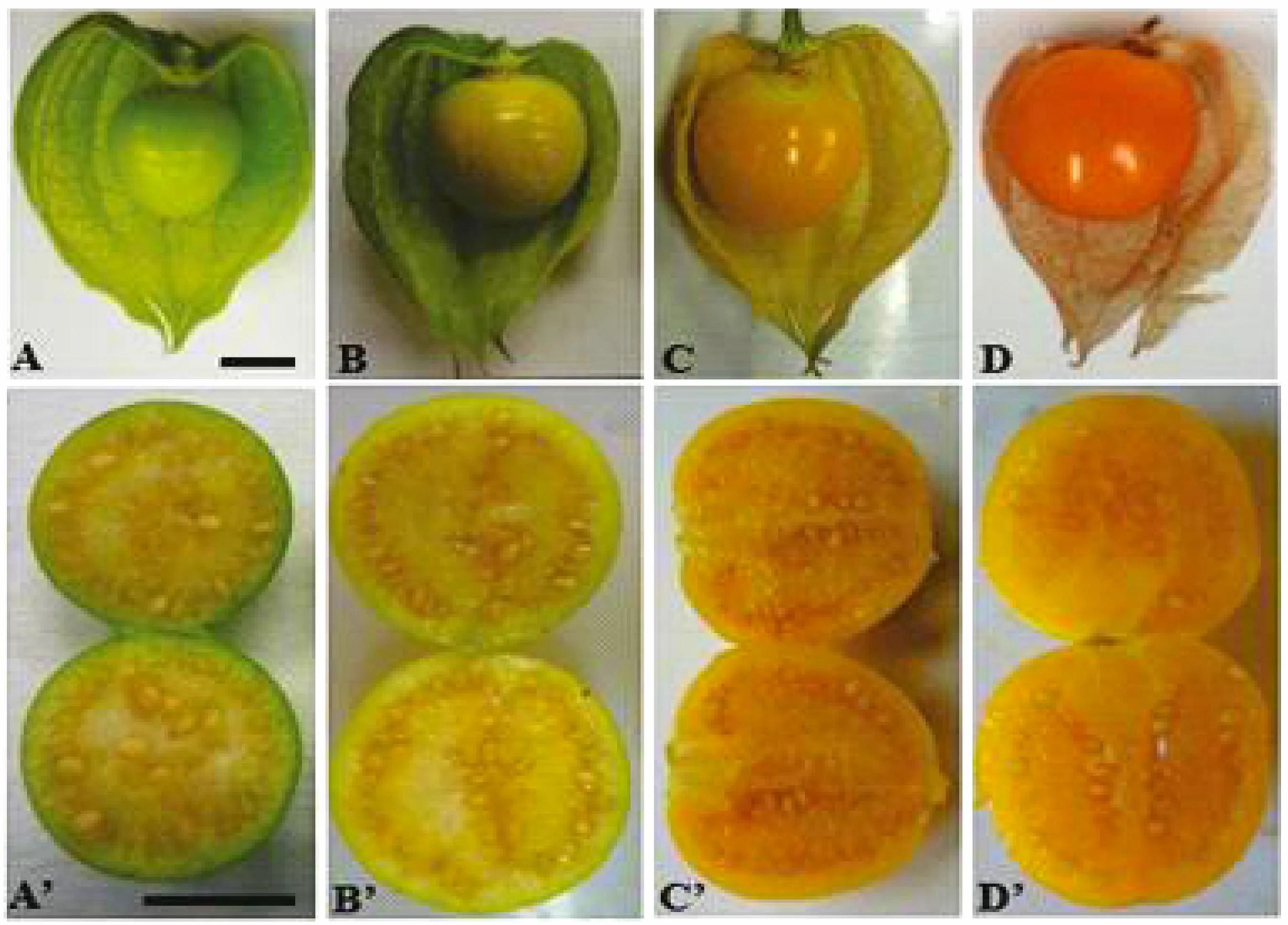 生物相册：姑娘还是菇茑？这水果，世界各地有39种