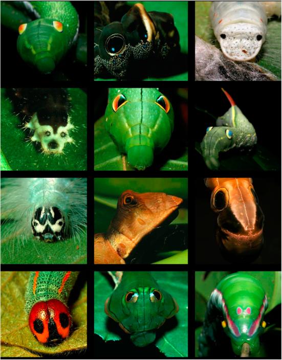 昆虫：喂，3·15平台吗？我实名举报假冒拟态花朵