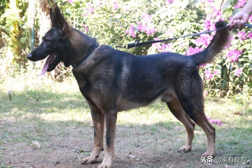 什么品种的昆明犬最好,中华田园犬的骄傲昆明犬