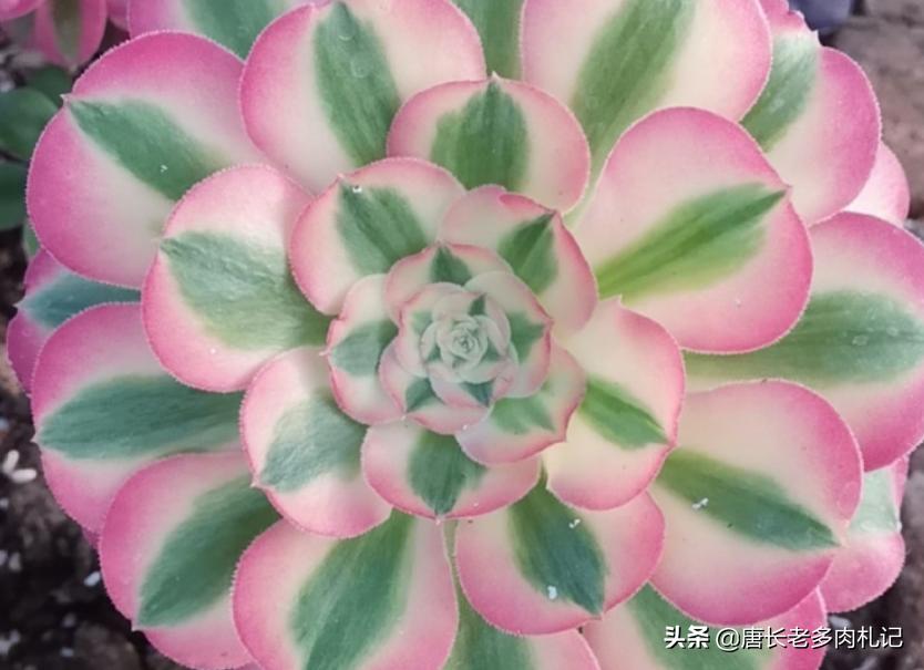 粉女巫和美杜莎法师哪个容易养,多肉法师红女巫和粉女巫区别