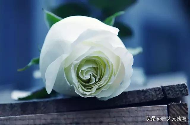 99玫瑰花的花语是什么,3朵玫瑰花的寓意和花语