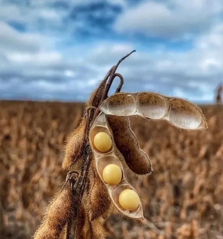 用钱去做农业会怎样,去农村搞种植业投资怎样做最好