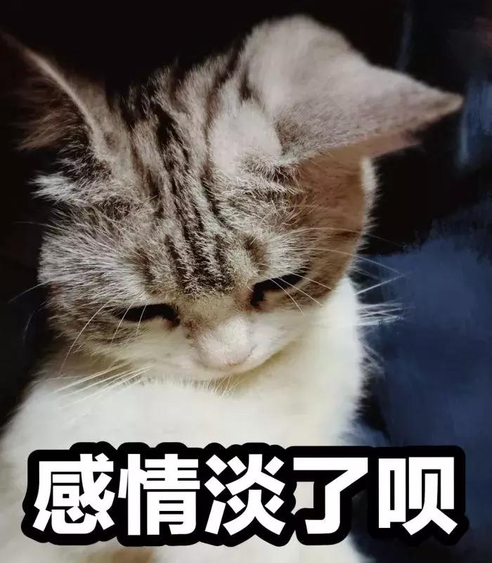 养了好多年的猫突然怕我,养了五年的猫很想把它扔了