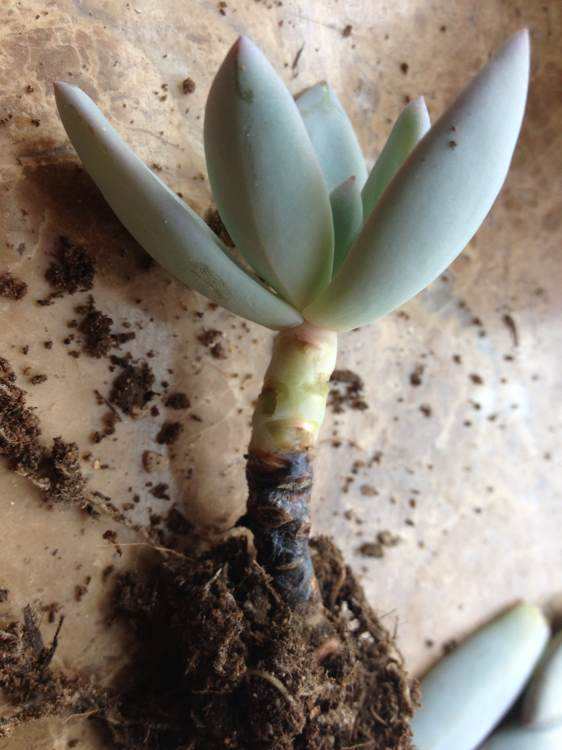 多肉植物的黑叶病怎么办,多肉植物黑色怎么办