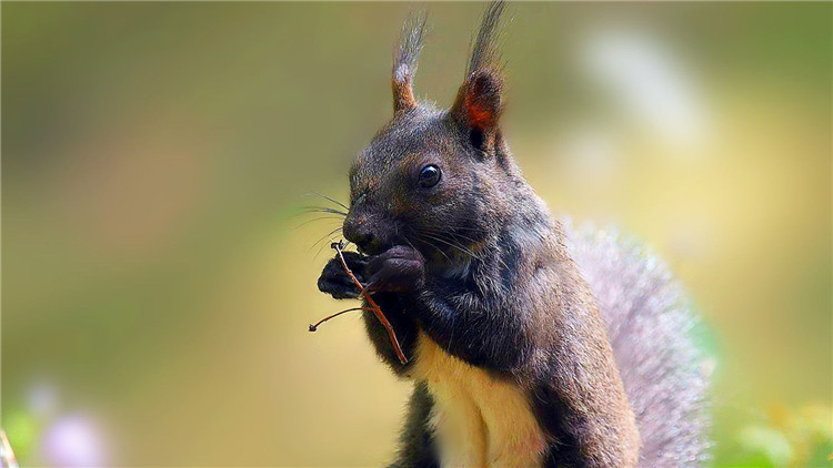 如何挑选一只亲人的魔王松鼠,新手养魔王松鼠好还是红腹松鼠