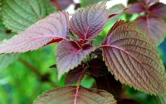 烧鱼用什么方法去鱼腥最好,怎么烧鱼才能去腥增鲜