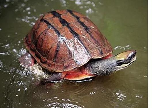 陆地乌龟品种大全世界十大名龟,乌龟种类里什么龟又便宜又漂亮