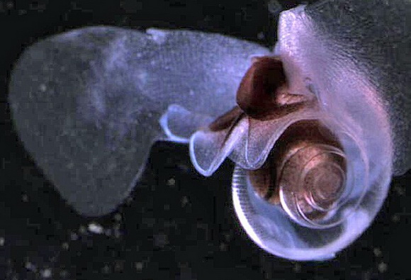 大千世界追寻神秘生物,大千世界昆虫