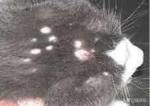 猫咪身上长包包怎么办,猫咪的面部神情跟铲屎官有关系