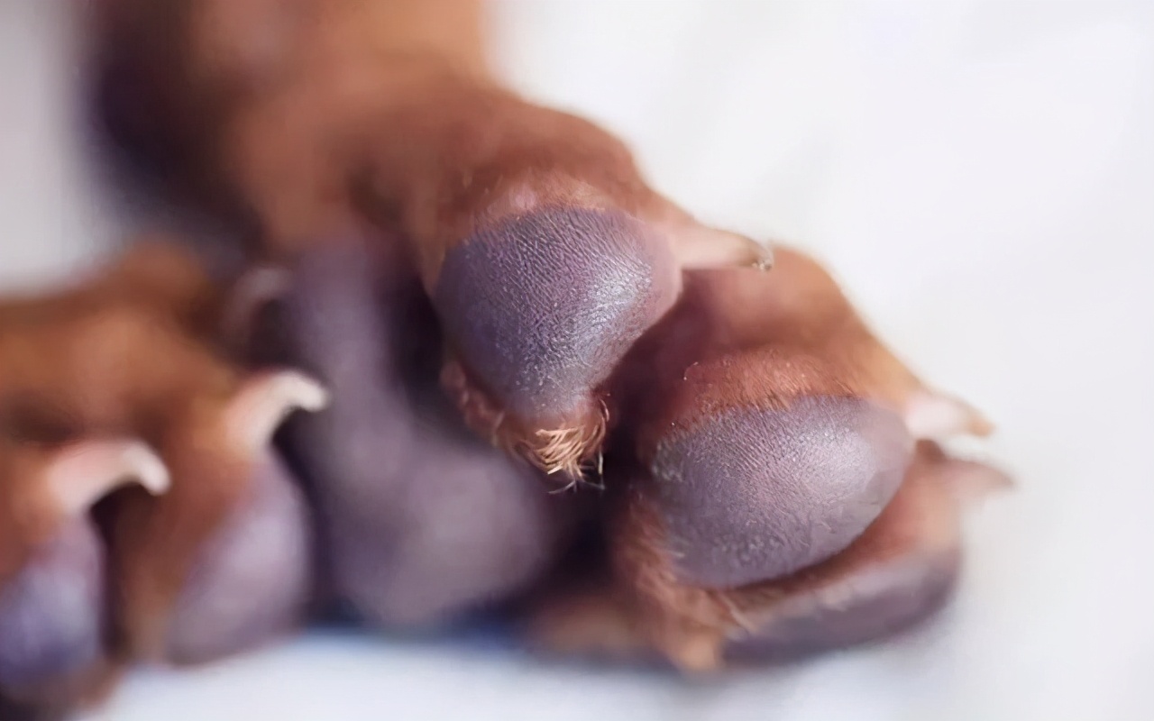 为什么狗狗会得趾间炎,为啥有些狗会得狂犬病