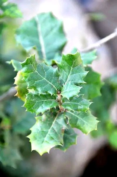 铁木材质有什么特点,铁木有哪些特征