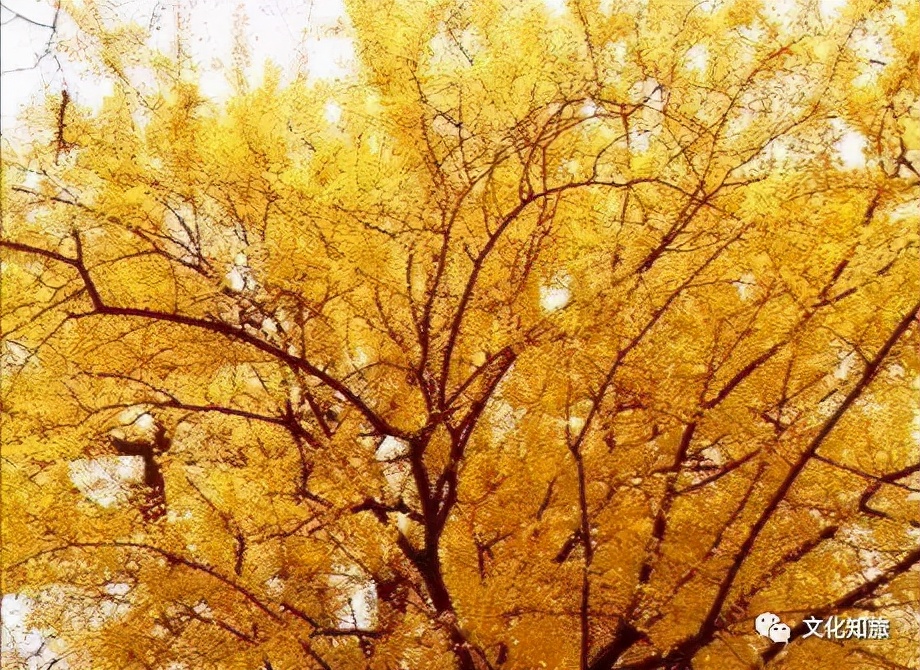 千年朱家角,上海朱家角简介