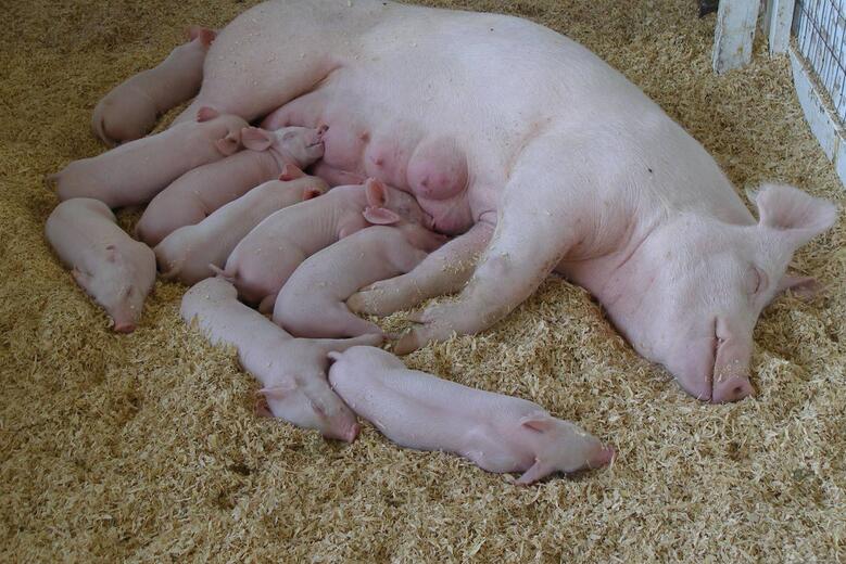 怎样养好母猪,怎样养好母猪多产仔