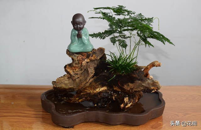 文竹菖蒲盆景,文竹菖蒲假山盆景图片大全