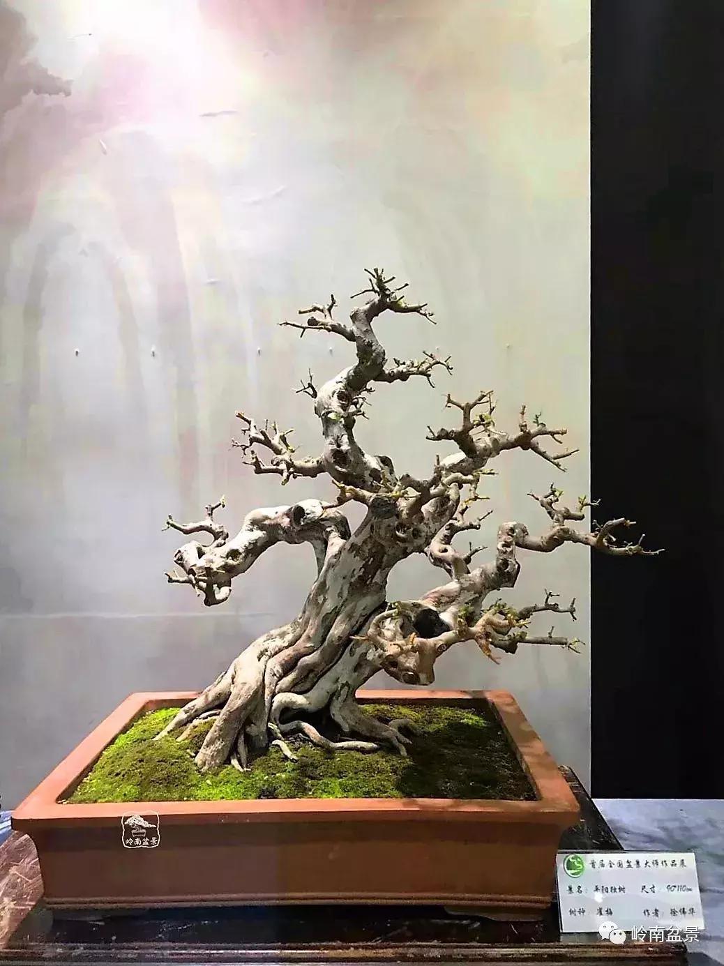 苍劲古朴挺拔有力的老桩盆景欣赏,老态龙钟盆景作品欣赏