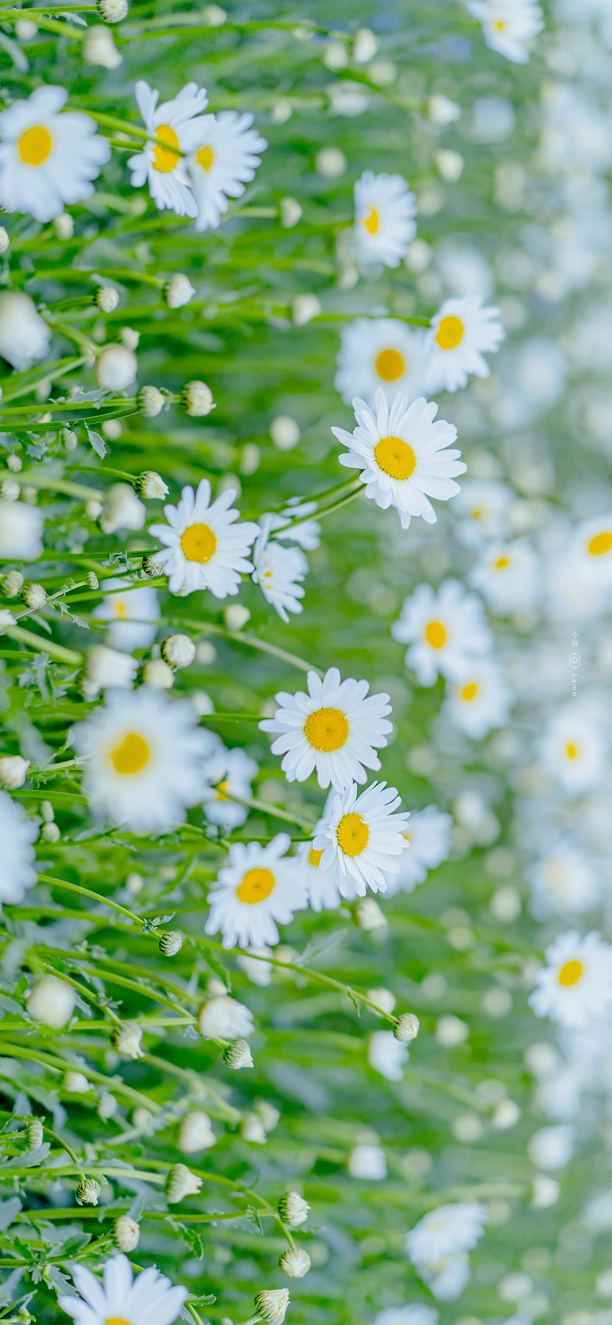 精选壁纸一组超好看的壁纸请签收,超好看的夏日清凉壁纸