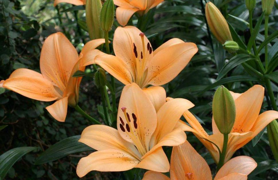 盆栽的百合种球怎样浇水,百合种球盆栽方法图