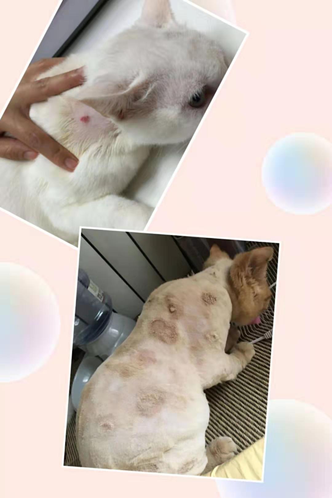 猫癣治疗不干净,猫癣怎么才是痊愈了