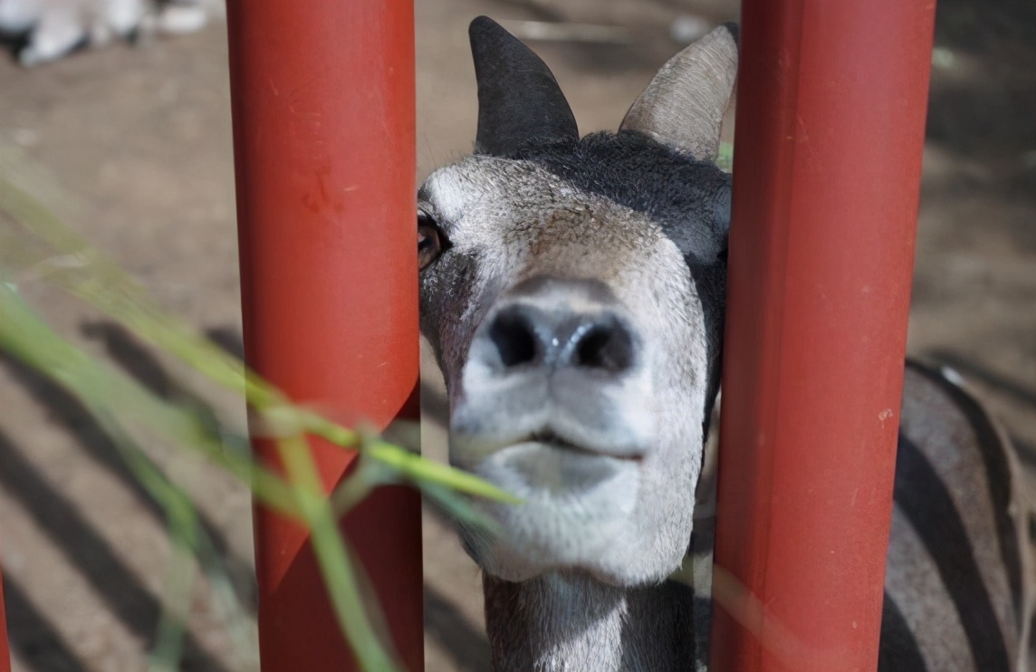 沈阳现在可以玩的动物园,沈阳森林动物园特色