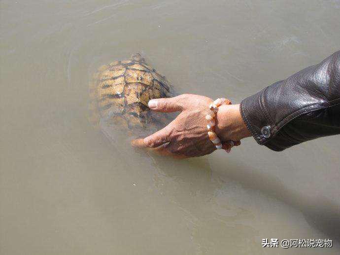 新手养巴西龟需要注意什么,养巴西龟的小技巧搞笑