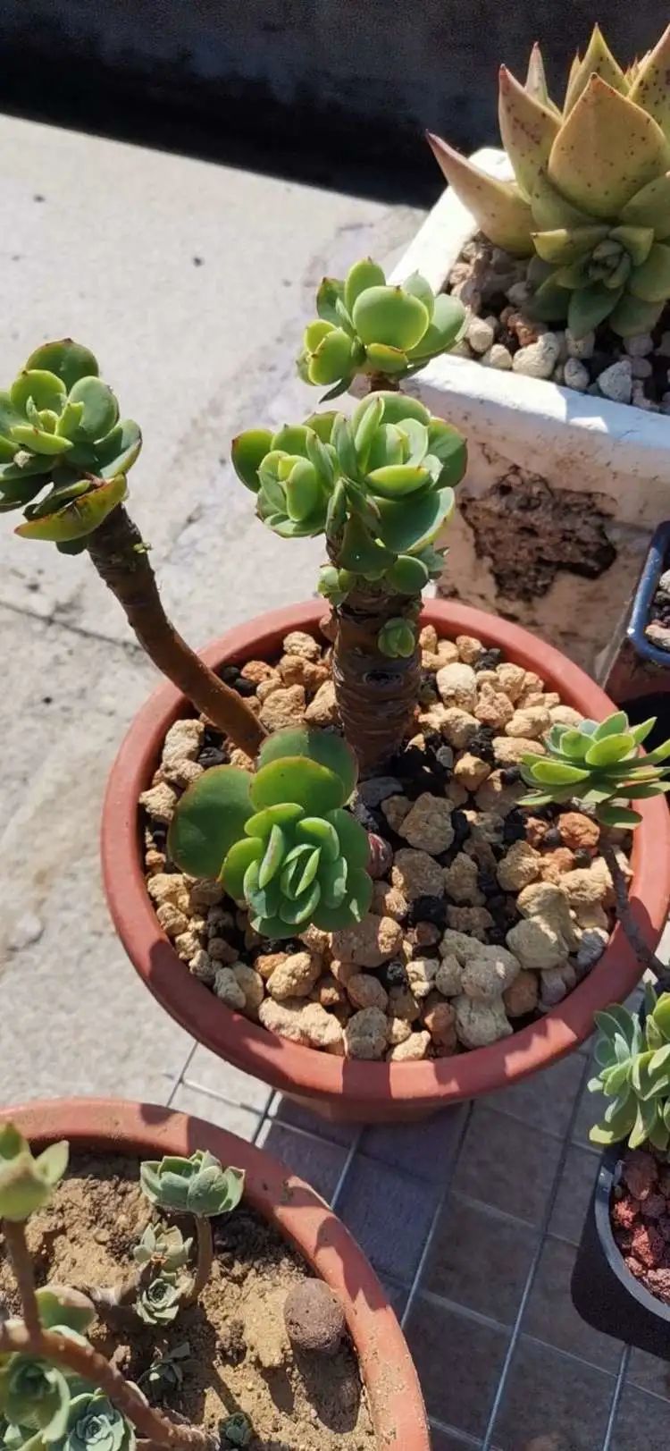 养多肉植物修身养性,多肉的习性和日常养护方法