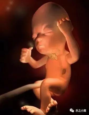 孕期胎儿成长图鉴,孕期胚胎成长图片