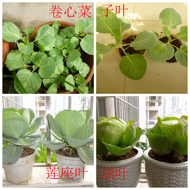 甘蓝蔬菜档案介绍,十种蔬菜卷心菜