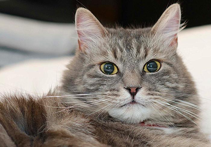 辟谣，猫咪睡觉摆尾并非装睡，轻易打扰，小心晚上头发不保