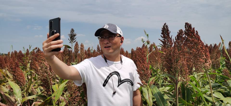 红了!红了!这些天的南充市嘉陵区龙蟠镇真的是“红遍天”了