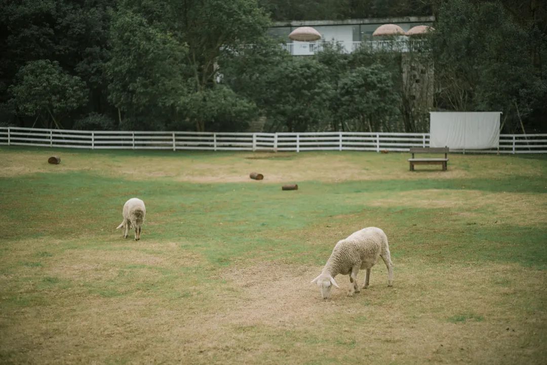 未来的杭州西湖,浙江杭州新西湖