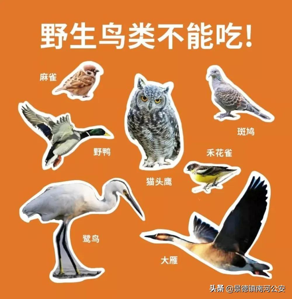 野味都有什么动物,哪些动物属于野味