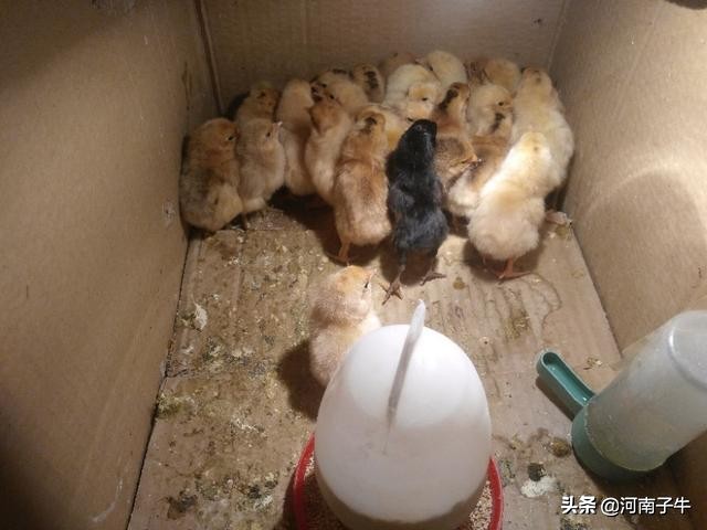在家里如何孵化小鸡,自己在家怎么简单孵化小鸡