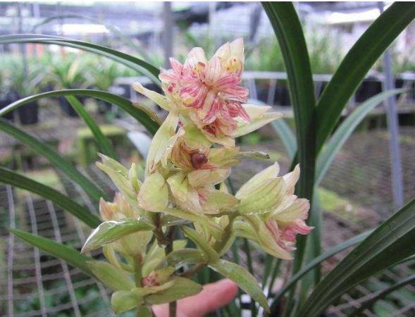 给新手介绍几款养不死的兰花品种,最便宜好养最皮实的兰花品种