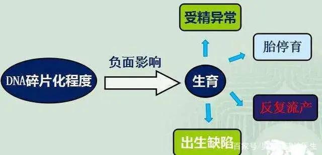 精子dna碎片率的简称,精子dna碎片一般为多少