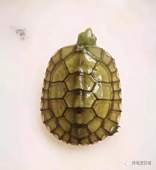 新手一定要知道的养龟技巧,养乌龟的经验总结