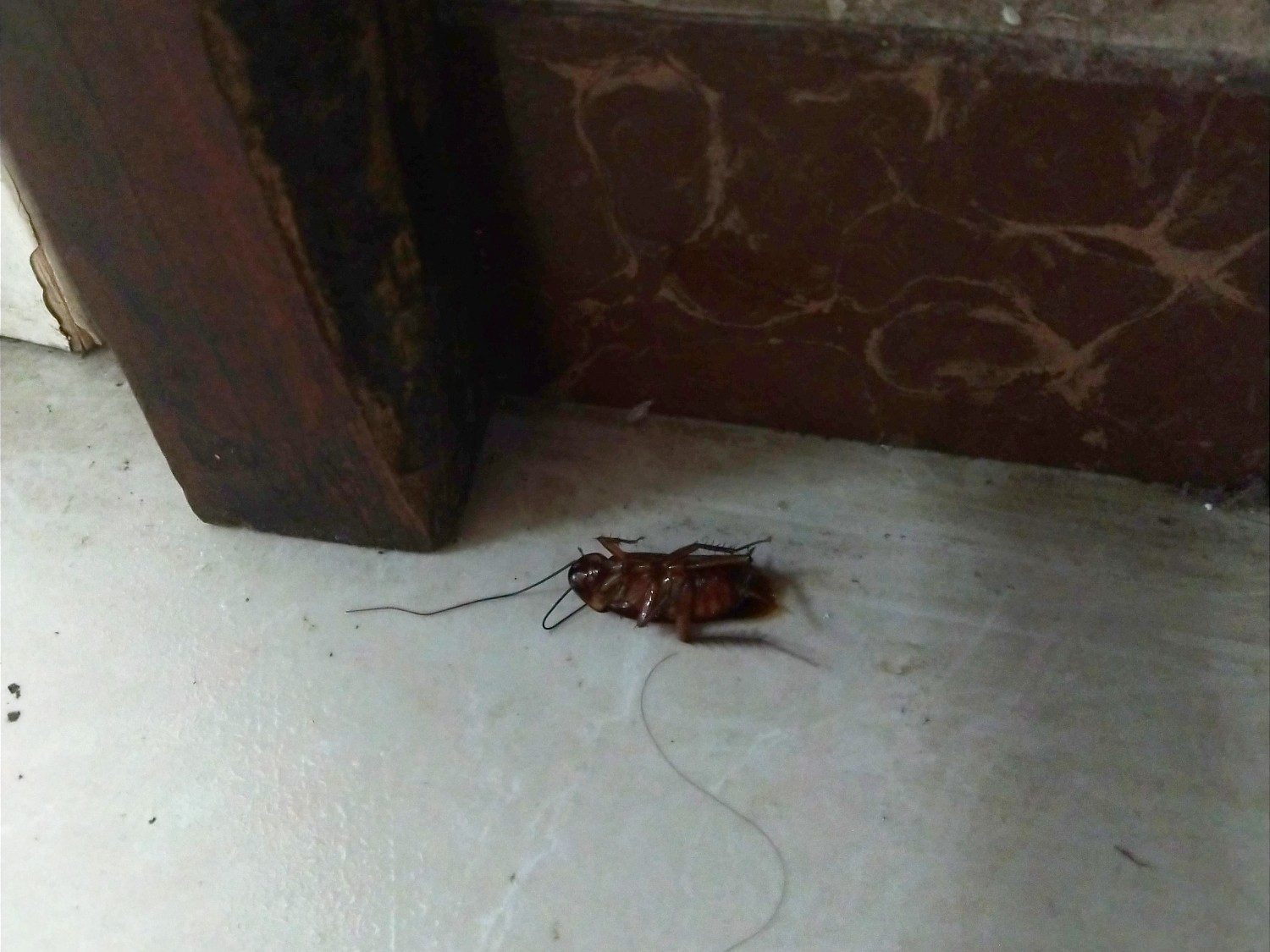 胆小者慎入！让*男猛**落泪的“南方小强”，为什么在中原频频出现？