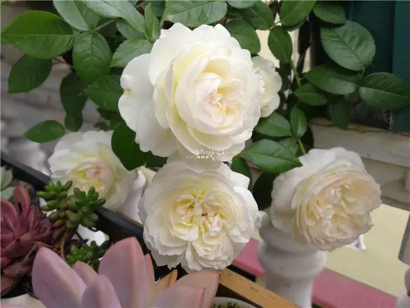 天竺葵的养护视频,垂吊天竺葵的养护