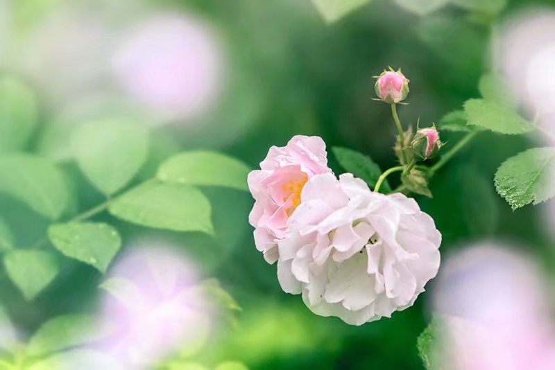 花展的描述,花展描述